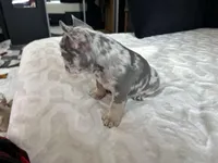 Storm, a male French Bulldog for sale in St. Paul, MN – Photo 7 of 8