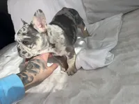 Storm, a male French Bulldog for sale in St. Paul, MN – Photo 2 of 8