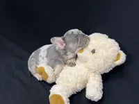 Storm, a male French Bulldog for sale in St. Paul, MN – Photo 6 of 8