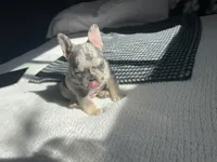 Storm, a male French Bulldog for sale in St. Paul, MN – Photo 5 of 8