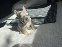 Storm, a male French Bulldog for sale in St. Paul, MN – Photo 4 of 8