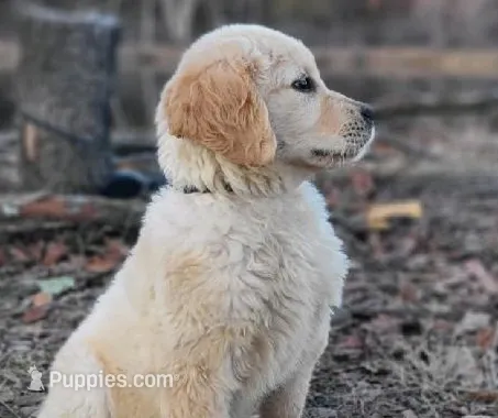 Buddy – Golden Retriever puppy for sale in Eureka Springs, AR