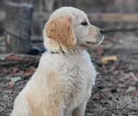 Buddy, a male Golden Retriever for sale in Eureka Springs, AR – 1 of 1