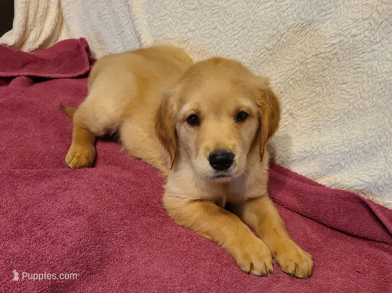 Gage – Golden Retriever puppy for sale in Eureka Springs, AR