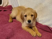 Gage, a male Golden Retriever for sale in Eureka Springs, AR – 1 of 1