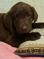 Ricki, a female Labrador Retriever for sale in Eureka Springs, AR – 1 of 1