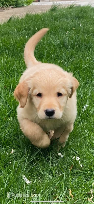 Lilly – Golden Retriever puppy for sale in Eureka Springs, AR
