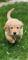 Lilly, a female Golden Retriever for sale in Eureka Springs, AR – 1 of 1