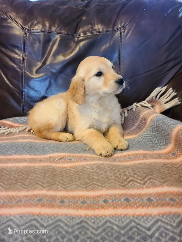 Amber, a female Golden Retriever for sale in Eureka Springs, AR – Photo 1 of 1