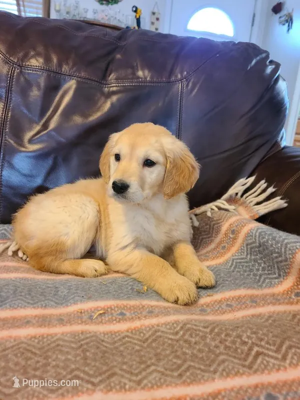 Callie – Golden Retriever puppy for sale in Eureka Springs, AR