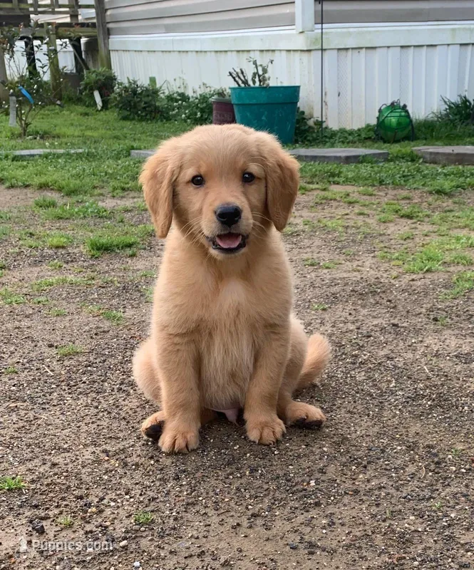 Duke, a male Golden Retriever for sale in Eureka Springs, AR – Photo 1 of 1