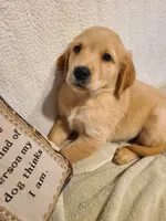 Max, a male Golden Retriever for sale in Eureka Springs, AR – 1 of 1
