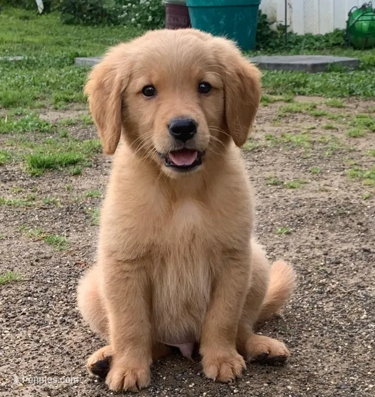 Oakley – Golden Retriever puppy for sale in Eureka Springs, AR