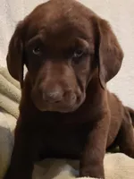 Rocky, a male Labrador Retriever for sale in Eureka Springs, AR – 1 of 1