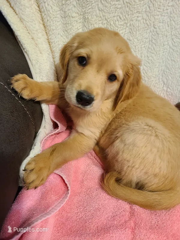 Gracie – Golden Retriever puppy for sale in Eureka Springs, AR