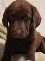 Lucy, a female Labrador Retriever for sale in Eureka Springs, AR – 1 of 1