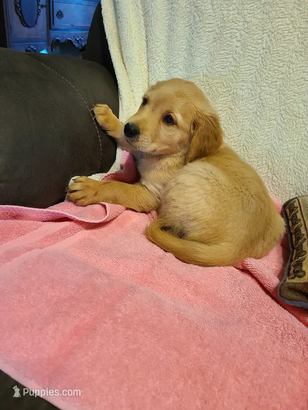 Gracie, a female Golden Retriever for sale in Eureka Springs, AR – 1 of 1