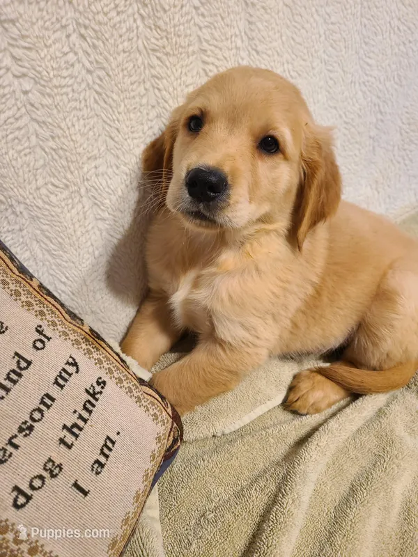 Ace – Golden Retriever puppy for sale in Eureka Springs, AR