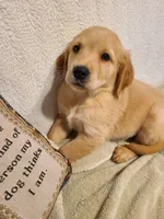 Ace, a male Golden Retriever for sale in Eureka Springs, AR – 1 of 1