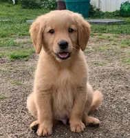 Duke , a male Golden Retriever for sale in Eureka Springs, AR – 1 of 1