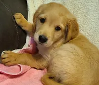 Gracie, a female Golden Retriever for sale in Eureka Springs, AR – 1 of 1