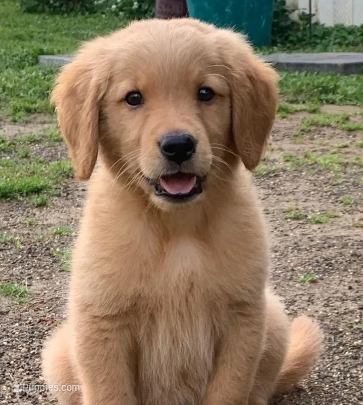 Bella – Golden Retriever puppy for sale in Eureka Springs, AR