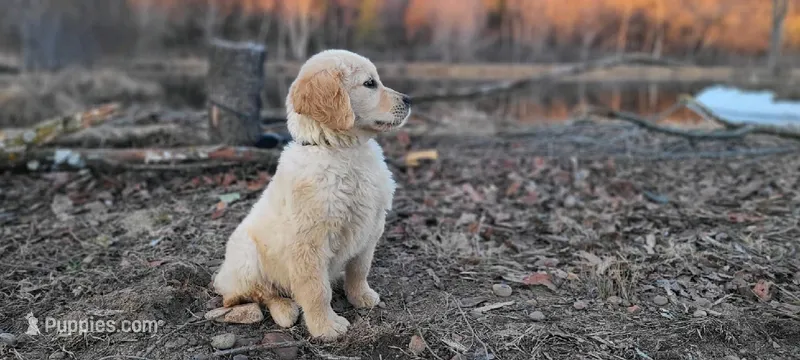 Tucker – Golden Retriever puppy for sale in Eureka Springs, AR