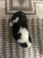 Merle Female 2 , a female Cardigan Welsh Corgi and Pembroke Welsh Corgi for sale in Maupin, OR – 2 of 4