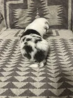 Merle female 4, a female Cardigan Welsh Corgi and Pembroke Welsh Corgi for sale in Maupin, OR – 4 of 6