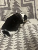 Merle Female 3 , a female Cardigan Welsh Corgi and Pembroke Welsh Corgi for sale in Maupin, OR – 2 of 6