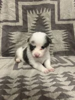 Merle female 4, a female Cardigan Welsh Corgi and Pembroke Welsh Corgi for sale in Maupin, OR – 3 of 6
