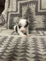 Merle female 4, a female Cardigan Welsh Corgi and Pembroke Welsh Corgi for sale in Maupin, OR – 1 of 6
