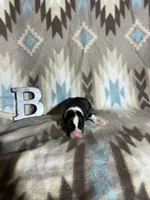 processed/b2d56a47-07be-4e9a-8f74-6c9eb812546e/listing/3f7fe25b-b3af-4167-b139-0bacecdb7f3b/b7046c6a-dc8e-4a13-a951-a50957868e90