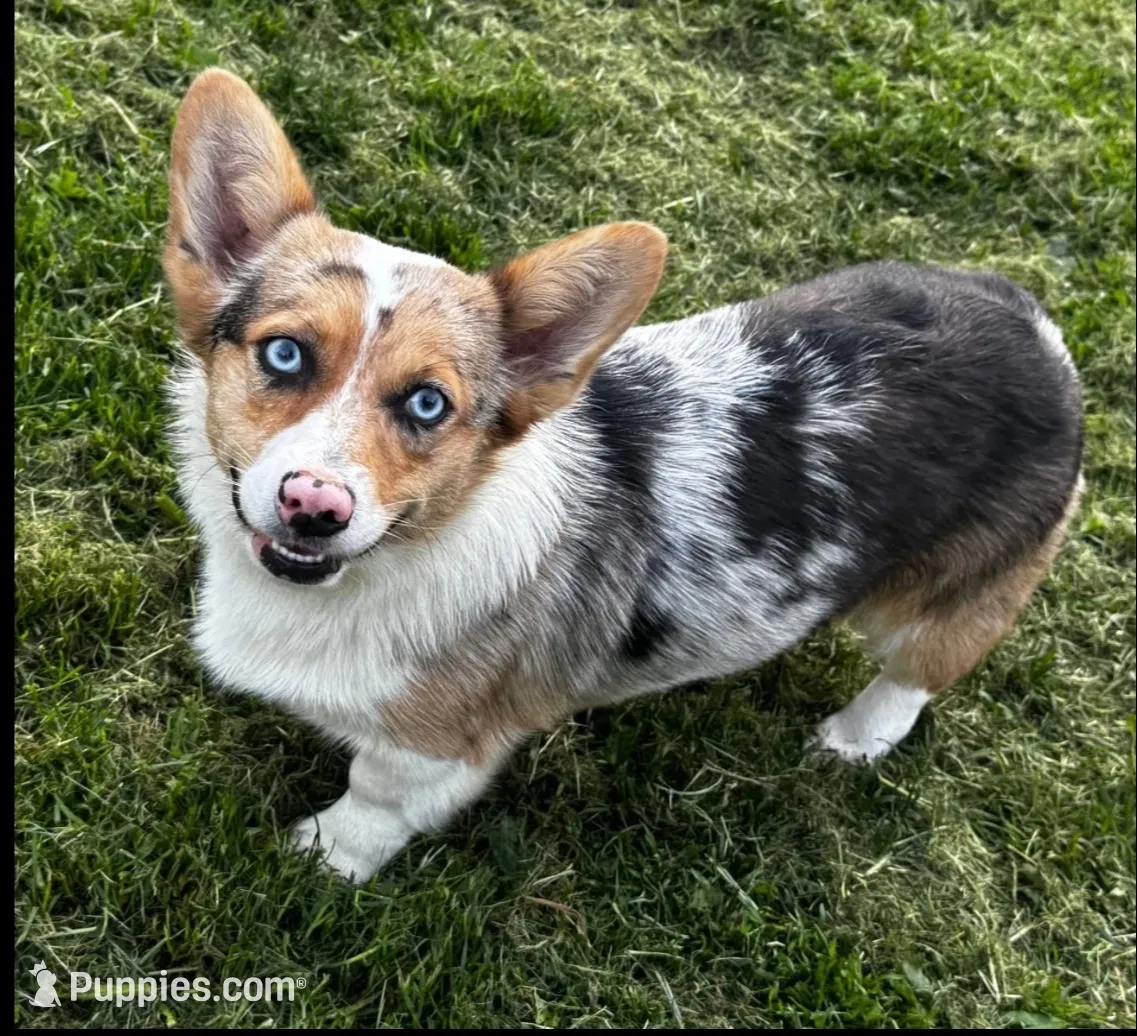 Merle, a female Cardigan Welsh Corgi and Pembroke Welsh Corgi for sale in Maupin, OR – 1 of 2