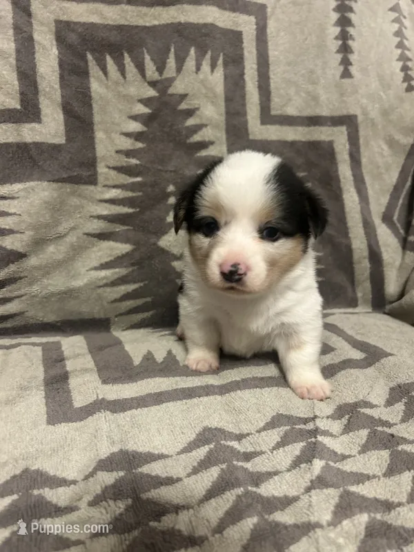 Merle Female 2  – Cardigan Welsh Corgi, Pembroke Welsh Corgi puppy for sale in Maupin, OR