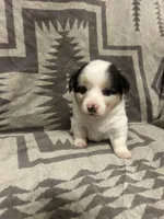 Merle Female 2 , a female Cardigan Welsh Corgi and Pembroke Welsh Corgi for sale in Maupin, OR – 1 of 4