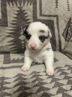Merle Female 1, a female Cardigan Welsh Corgi and Pembroke Welsh Corgi for sale in Maupin, OR – 3 of 4