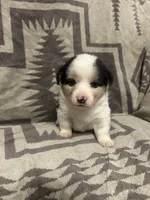 Merle Female 2 , a female Cardigan Welsh Corgi and Pembroke Welsh Corgi for sale in Maupin, OR – 3 of 4