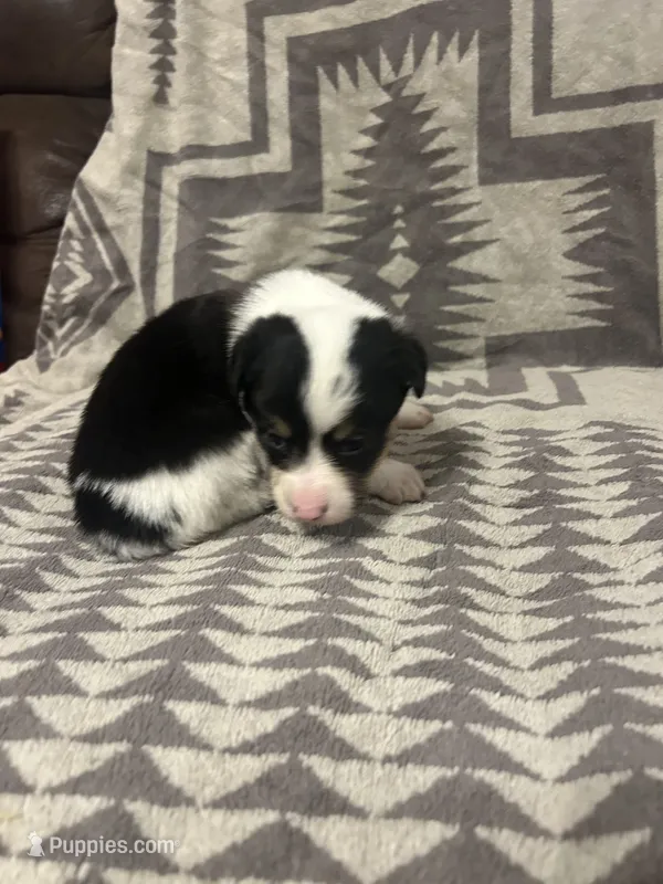 Merle Female 3  – Cardigan Welsh Corgi, Pembroke Welsh Corgi puppy for sale in Maupin, OR