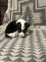 Merle Female 3 , a female Cardigan Welsh Corgi and Pembroke Welsh Corgi for sale in Maupin, OR – 1 of 6