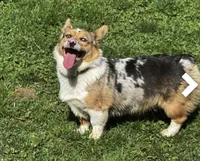Merle, a female Cardigan Welsh Corgi and Pembroke Welsh Corgi for sale in Maupin, OR – 2 of 2