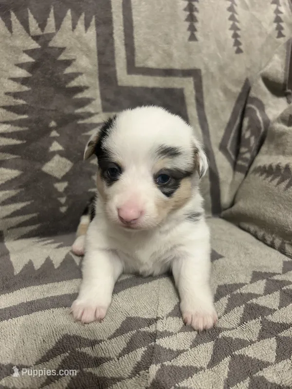 Merle Female 1 – Cardigan Welsh Corgi, Pembroke Welsh Corgi puppy for sale in Maupin, OR