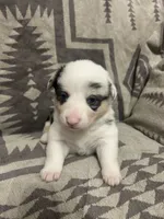 Merle Female 1, a female Cardigan Welsh Corgi and Pembroke Welsh Corgi for sale in Maupin, OR – 1 of 4