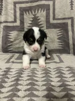 Merle Female 3 , a female Cardigan Welsh Corgi and Pembroke Welsh Corgi for sale in Maupin, OR – 6 of 6