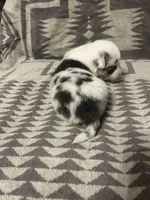 Merle female 4, a female Cardigan Welsh Corgi and Pembroke Welsh Corgi for sale in Maupin, OR – 2 of 6