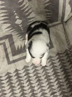 Merle Female 1, a female Cardigan Welsh Corgi and Pembroke Welsh Corgi for sale in Maupin, OR – 4 of 4