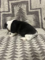 Merle Female 3 , a female Cardigan Welsh Corgi and Pembroke Welsh Corgi for sale in Maupin, OR – 3 of 6