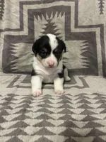 Merle Female 3 , a female Cardigan Welsh Corgi and Pembroke Welsh Corgi for sale in Maupin, OR – 4 of 6