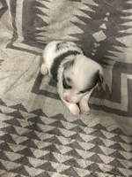 Merle female 4, a female Cardigan Welsh Corgi and Pembroke Welsh Corgi for sale in Maupin, OR – 6 of 6