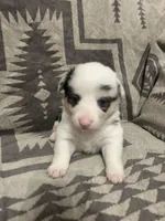 Merle Female 1, a female Cardigan Welsh Corgi and Pembroke Welsh Corgi for sale in Maupin, OR – 2 of 4